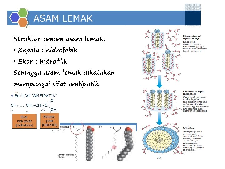 Struktur umum asam lemak: • Kepala : hidrofobik • Ekor : hidrofilik Sehingga asam