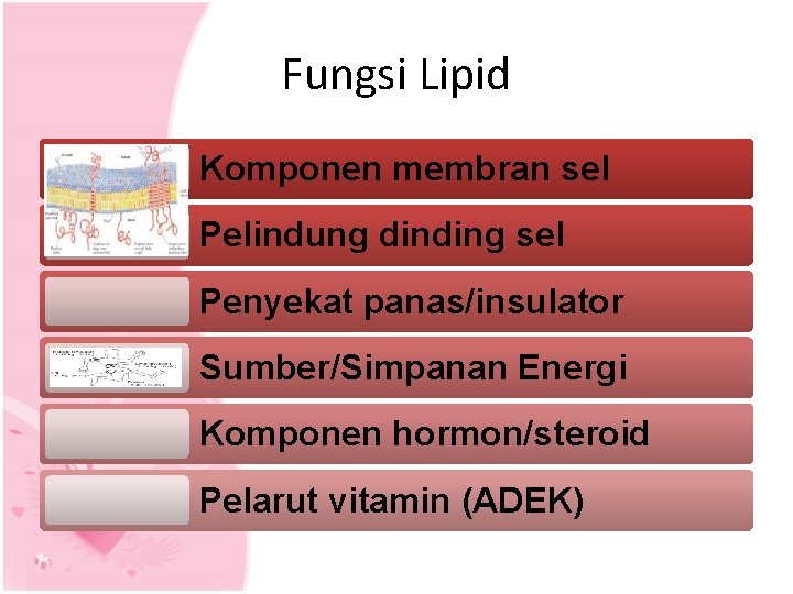 Fungsi Lipid Komponen membran sel Pelindung dinding sel Penyekat panas/insulator Sumber/Simpanan Energi Komponen hormon/steroid