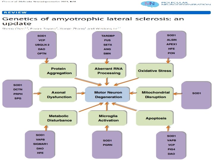 Genes implicated in pathogenesis 