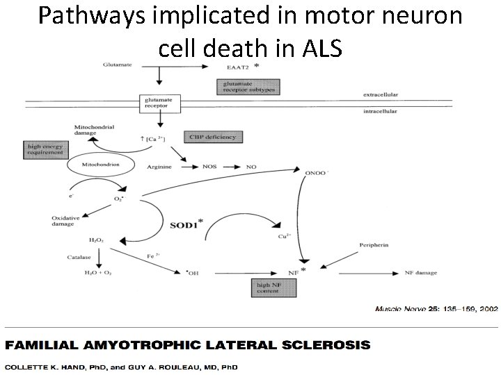 Pathways implicated in motor neuron cell death in ALS 