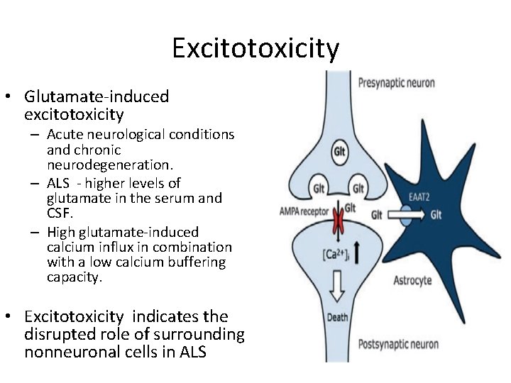 Excitotoxicity • Glutamate-induced excitotoxicity – Acute neurological conditions and chronic neurodegeneration. – ALS -