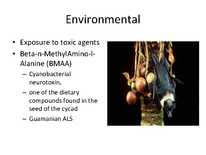 Environmental • Exposure to toxic agents • Beta-n-Methyl. Amino-l. Alanine (BMAA) – Cyanobacterial neurotoxin,