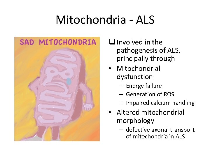 Mitochondria - ALS q Involved in the pathogenesis of ALS, principally through • Mitochondrial