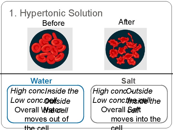 1. Hypertonic Solution Before Water High conc. Inside the Low conc. Outside cell Overall