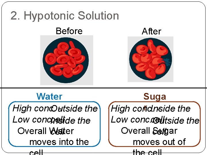 2. Hypotonic Solution Before Water High conc. Outside the Low conc. cell Inside the