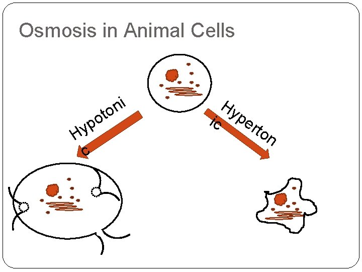 Osmosis in Animal Cells i n to o p Hy c ic Hy pe