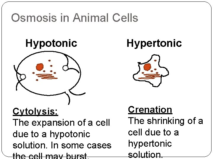 Osmosis in Animal Cells Hypotonic Cytolysis: The expansion of a cell due to a