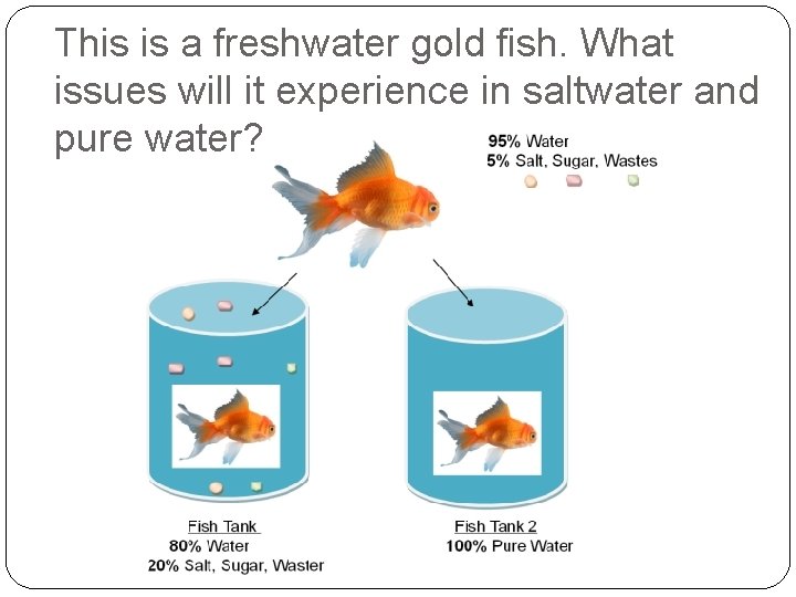 This is a freshwater gold fish. What issues will it experience in saltwater and
