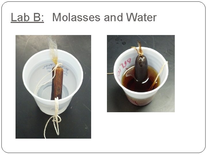Lab B: Molasses and Water 