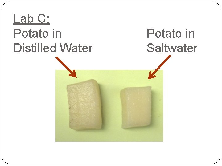 Lab C: Potato in Distilled Water Potato in Saltwater 