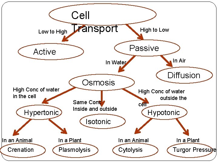 Low to High Cell Transport High to Low Passive Active In Air In Water
