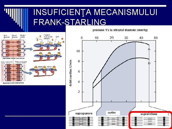 INSUFICIENŢA MECANISMULUI FRANK-STARLING INSUFICIENŢA MECANISMULUI FRANK-STARLING
