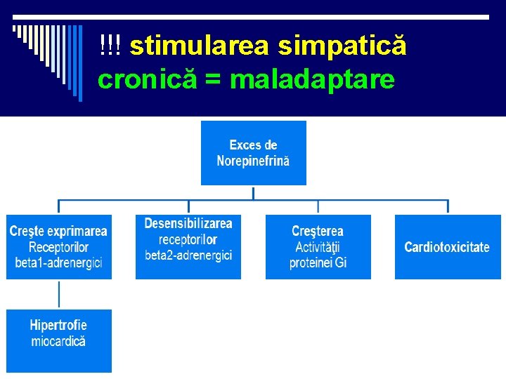 !!! stimularea simpatică cronică = maladaptare !!! stimularea simpatică cronică = maladaptare