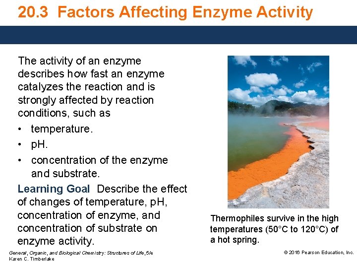 20. 3 Factors Affecting Enzyme Activity The activity of an enzyme describes how fast