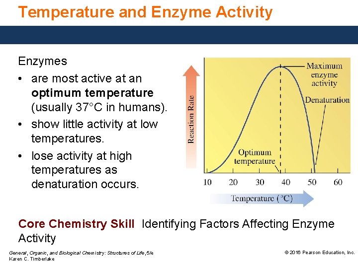 Temperature and Enzyme Activity Enzymes • are most active at an optimum temperature (usually