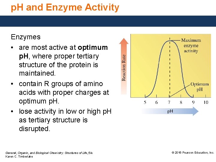 p. H and Enzyme Activity Enzymes • are most active at optimum p. H,