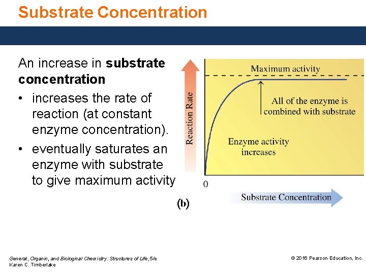 Substrate Concentration An increase in substrate concentration • increases the rate of reaction (at