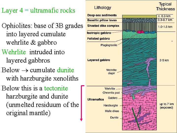 Layer 4 = ultramafic rocks Ophiolites: base of 3 B grades into layered cumulate