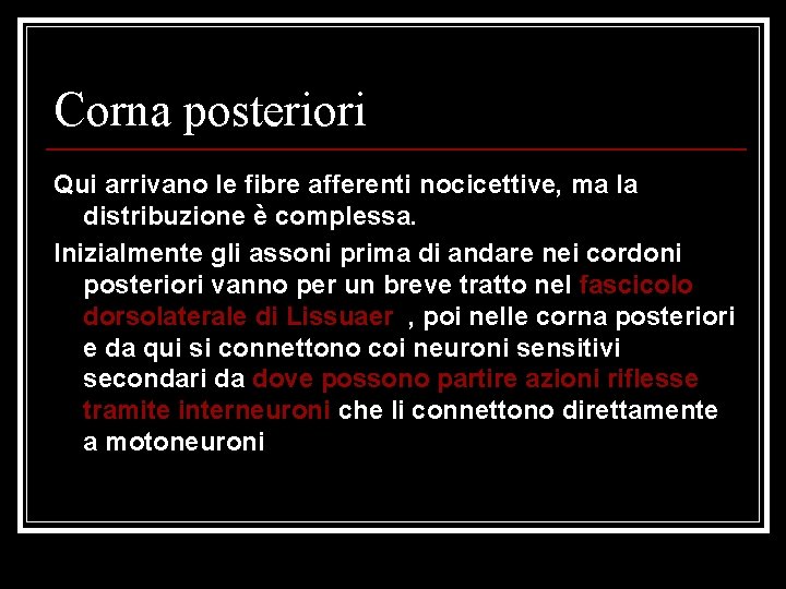 Corna posteriori Qui arrivano le fibre afferenti nocicettive, ma la distribuzione è complessa. Inizialmente