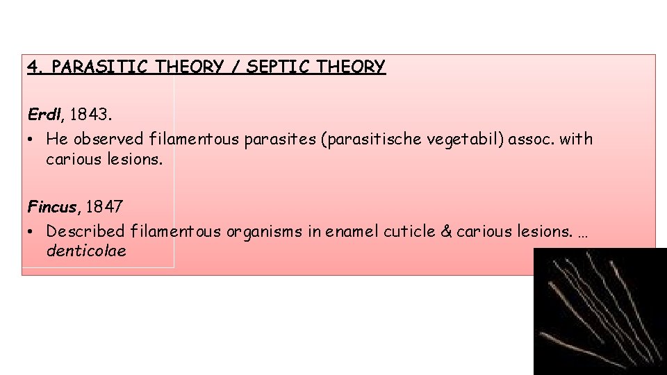 4. PARASITIC THEORY / SEPTIC THEORY Erdl, 1843. • He observed filamentous parasites (parasitische