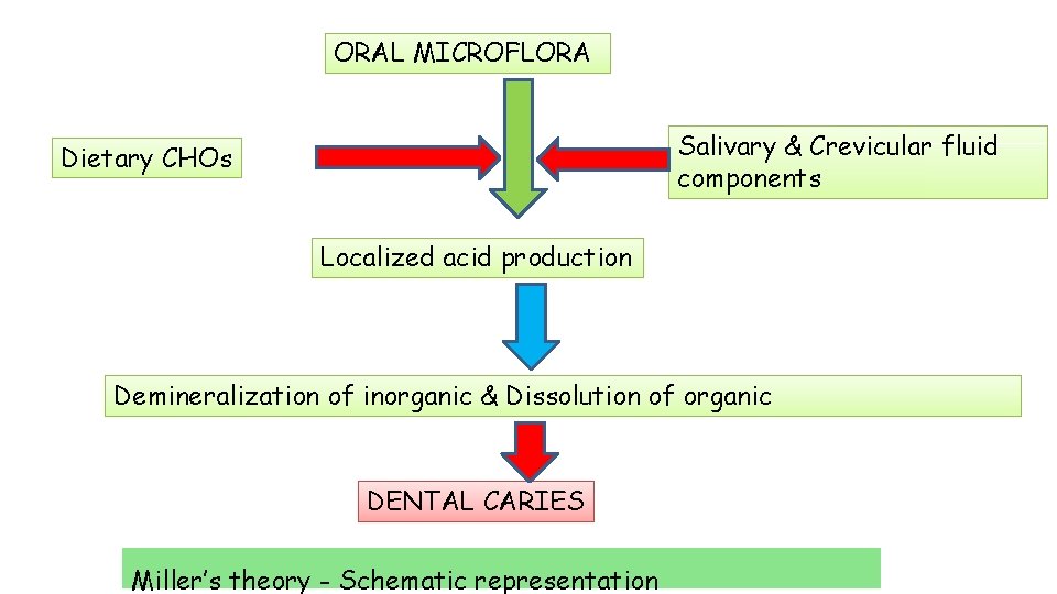 ORAL MICROFLORA Salivary & Crevicular fluid components Dietary CHOs Localized acid production Demineralization of