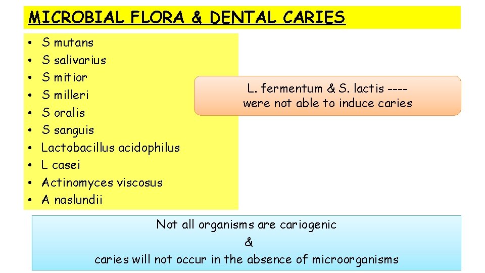 MICROBIAL FLORA & DENTAL CARIES • • • S mutans S salivarius S mitior