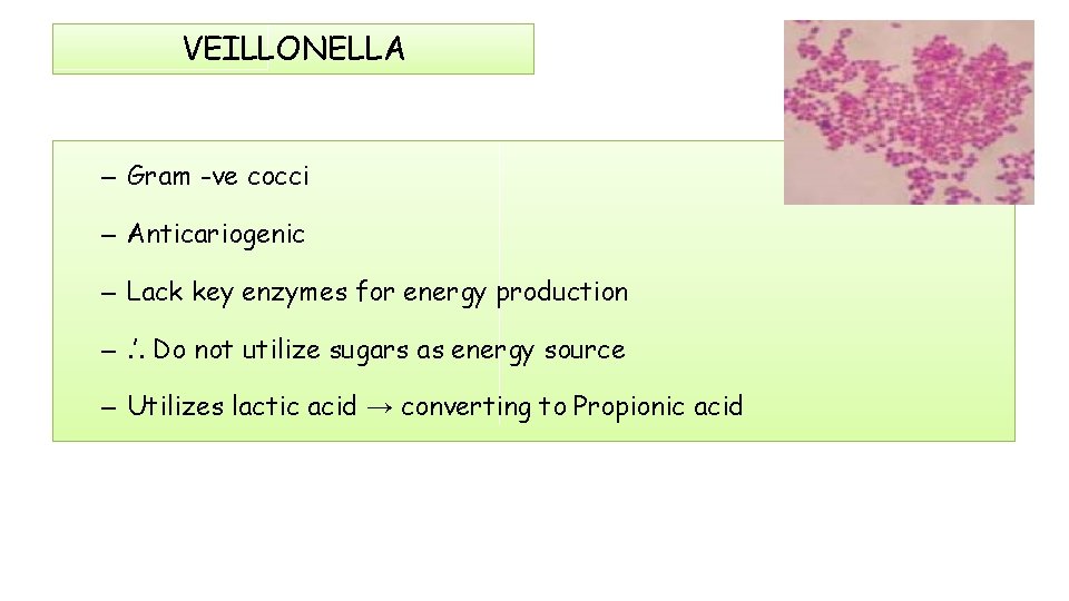 VEILLONELLA – Gram -ve cocci – Anticariogenic – Lack key enzymes for energy production