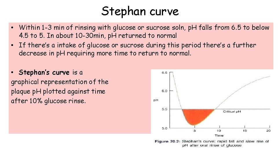 Stephan curve • Within 1 -3 min of rinsing with glucose or sucrose soln,