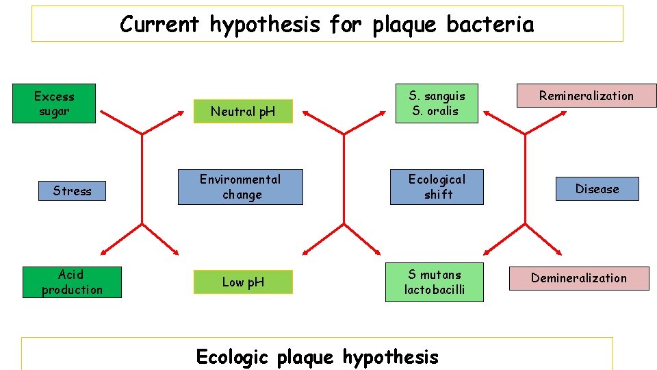 Current hypothesis for plaque bacteria Neutral p. H S. sanguis S. oralis Stress Environmental