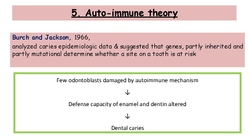 5. Auto-immune theory Burch and Jackson, 1966, analyzed caries epidemiologic data & suggested that