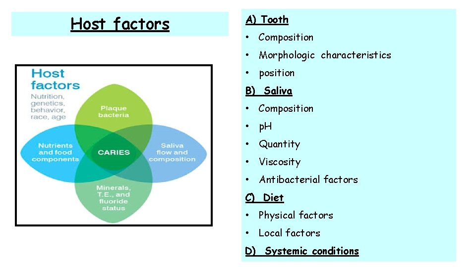 Host factors A) Tooth • Composition • Morphologic characteristics • position B) Saliva •