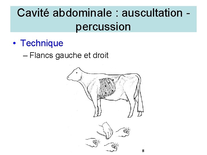 Cavité abdominale : auscultation percussion • Technique – Flancs gauche et droit 