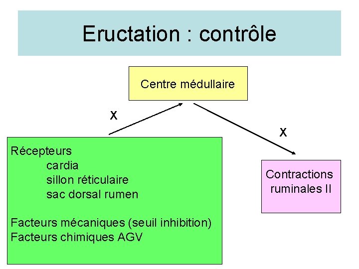 Eructation : contrôle Centre médullaire X X Récepteurs cardia sillon réticulaire sac dorsal rumen