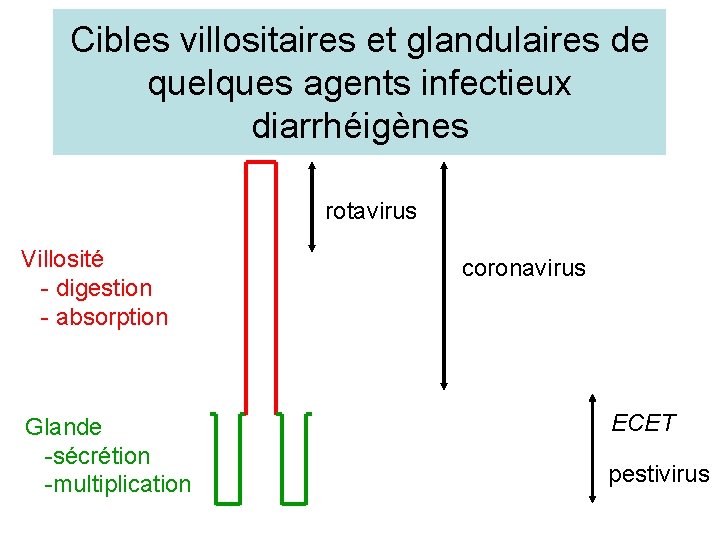 Cibles villositaires et glandulaires de quelques agents infectieux diarrhéigènes rotavirus Villosité - digestion -