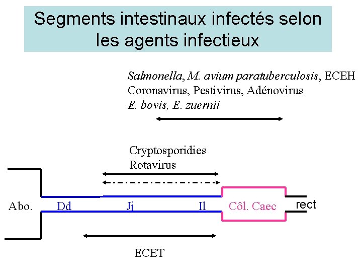 Segments intestinaux infectés selon les agents infectieux Salmonella, M. avium paratuberculosis, ECEH Coronavirus, Pestivirus,