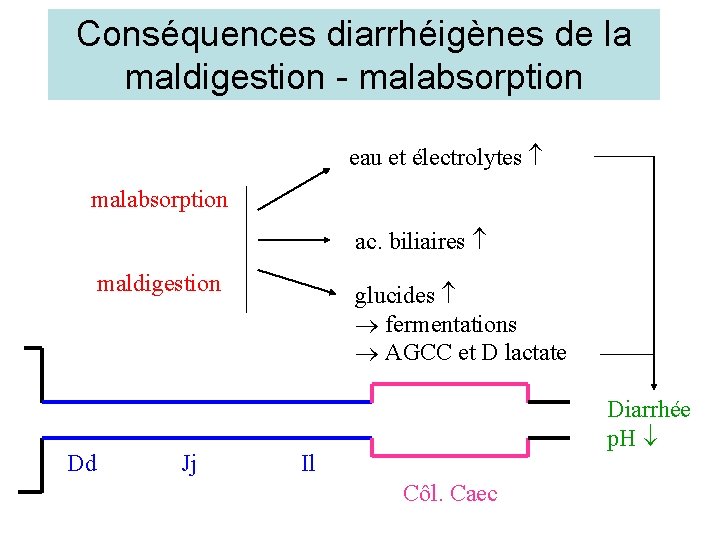 Conséquences diarrhéigènes de la maldigestion - malabsorption eau et électrolytes malabsorption ac. biliaires maldigestion