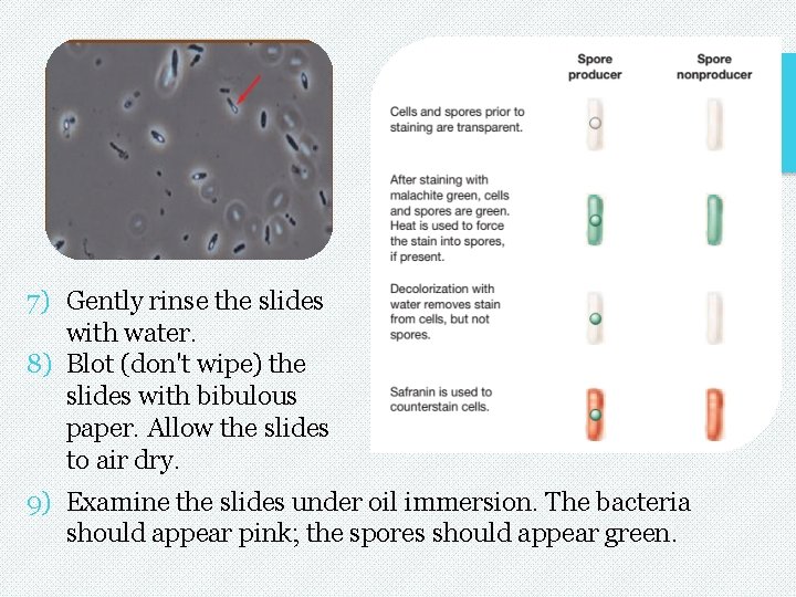 7) Gently rinse the slides with water. 8) Blot (don't wipe) the slides with