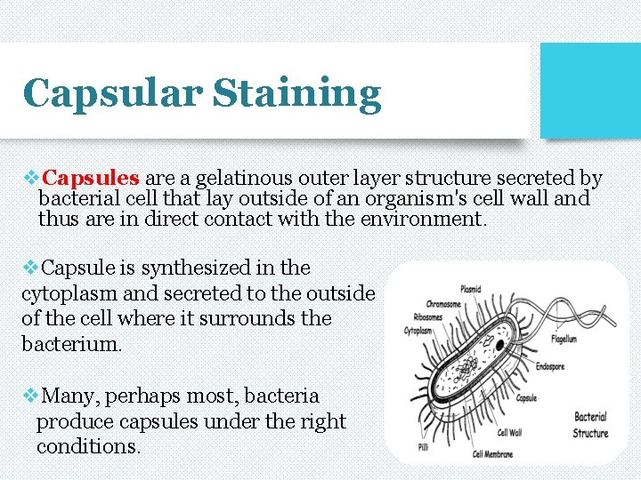 Capsular Staining v. Capsules are a gelatinous outer layer structure secreted by bacterial cell