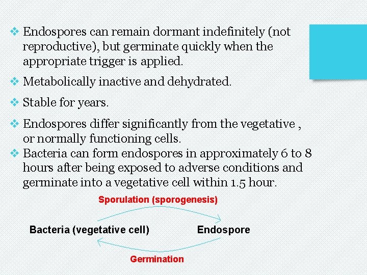 v Endospores can remain dormant indefinitely (not reproductive), but germinate quickly when the appropriate