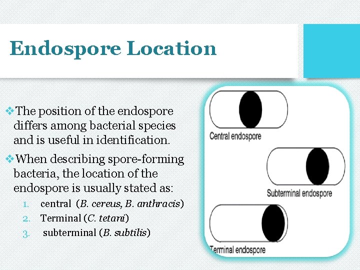 Endospore Location v. The position of the endospore differs among bacterial species and is