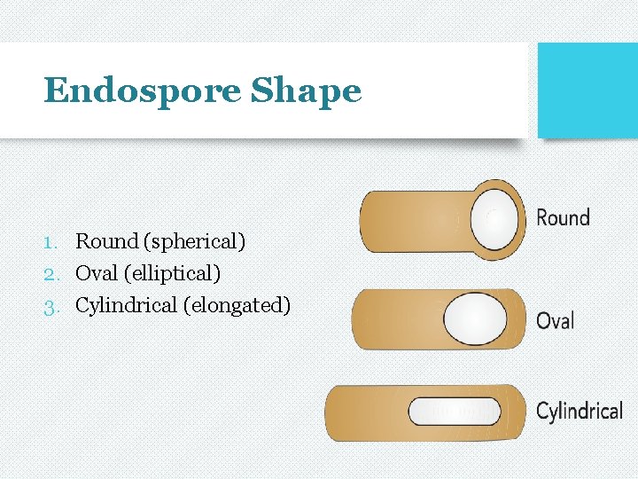 Endospore Shape 1. Round (spherical) 2. Oval (elliptical) 3. Cylindrical (elongated) 