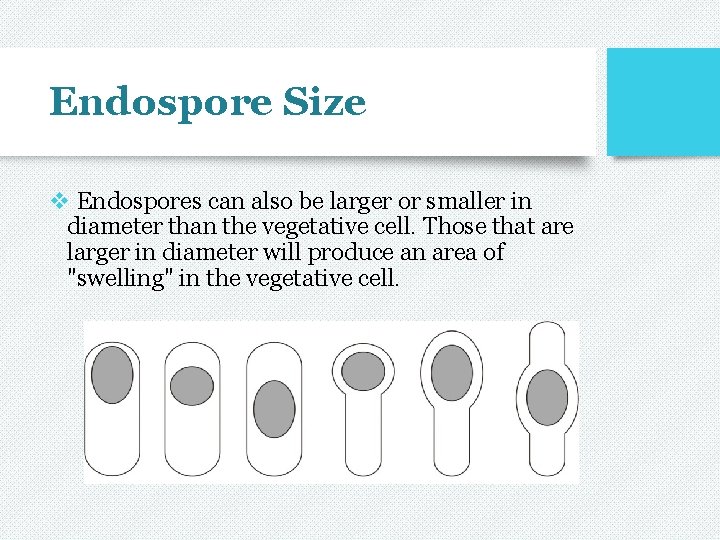 Endospore Size v Endospores can also be larger or smaller in diameter than the