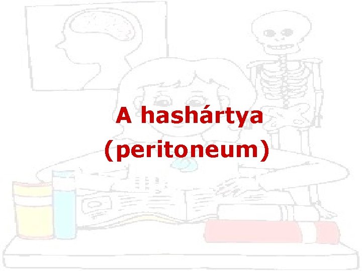 A hashártya (peritoneum) 