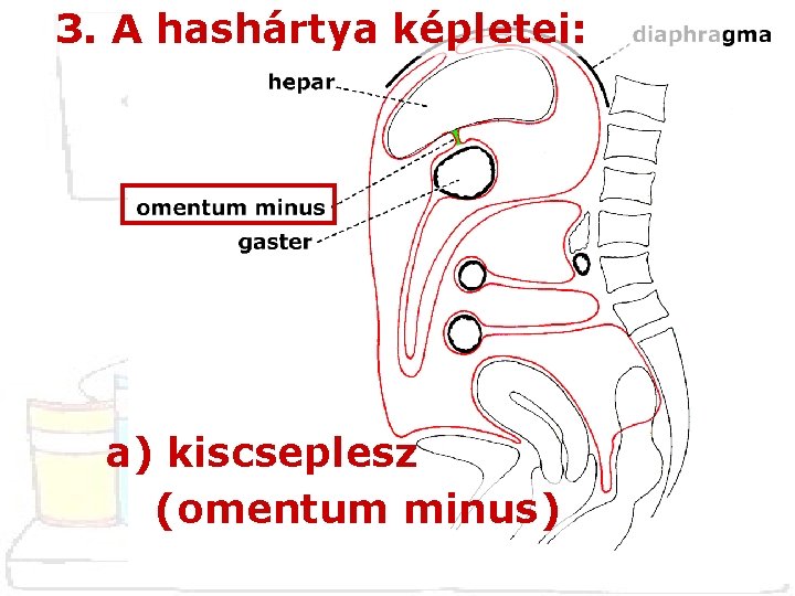 3. A hashártya képletei: a) kiscseplesz (omentum minus) 