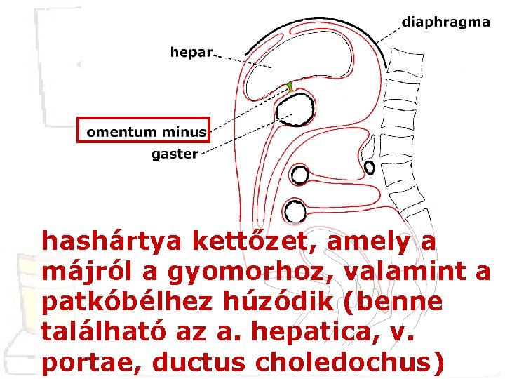 hashártya kettőzet, amely a májról a gyomorhoz, valamint a patkóbélhez húzódik (benne található az
