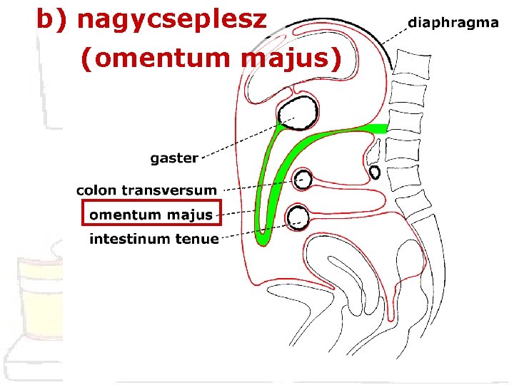 b) nagycseplesz (omentum majus) 