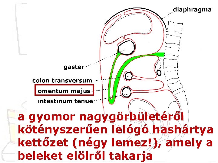 a gyomor nagygörbületéről kötényszerűen lelógó hashártya kettőzet (négy lemez!), amely a beleket elölről takarja
