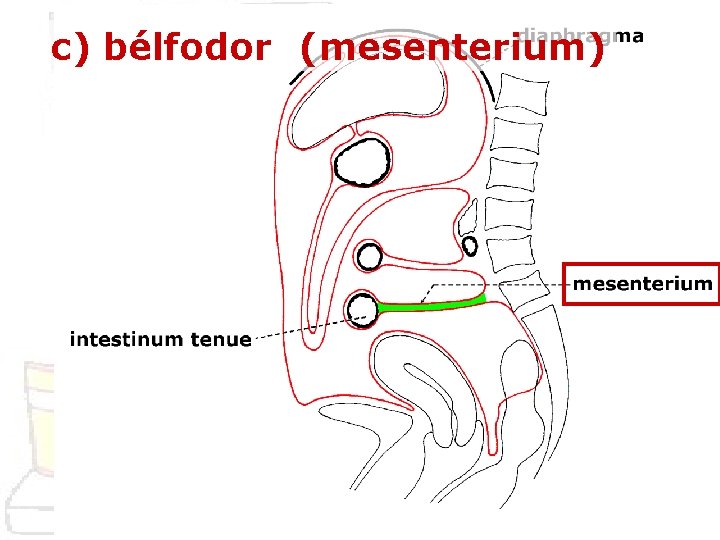 c) bélfodor (mesenterium) 