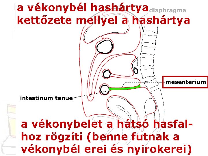 a vékonybél hashártya kettőzete mellyel a hashártya a vékonybelet a hátsó hasfalhoz rögzíti (benne