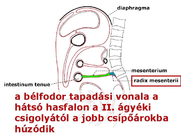 a bélfodor tapadási vonala a hátsó hasfalon a II. ágyéki csigolyától a jobb csípőárokba